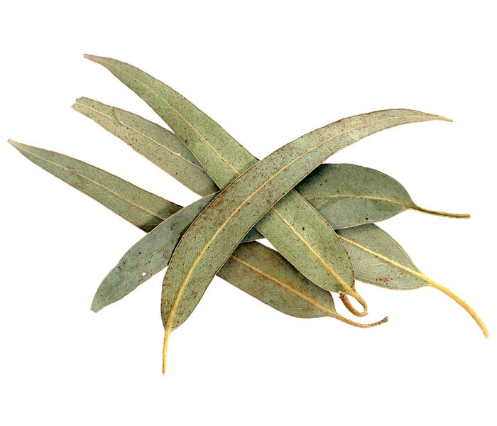 Eucalyptus leaf sales