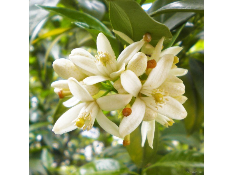 Neroli & Ylang Ylang - Fragrance Oil - Wax&Wicks