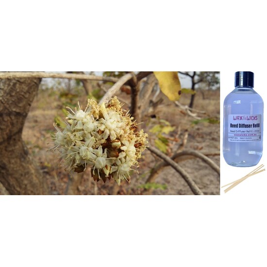 Shea Blossom - Reed Diffuser Refill 