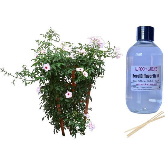 Jasmine - Reed Diffuser Refill 