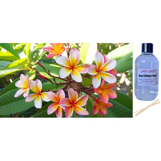 Wild Frangipani - Reed Diffuser Refill 