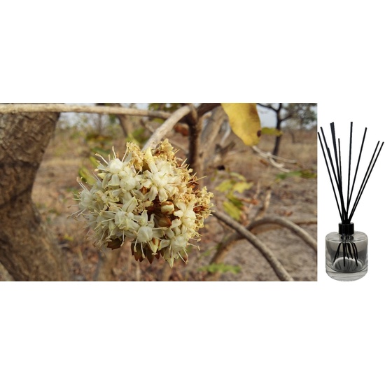 Shea Blossom - Reed Diffuser