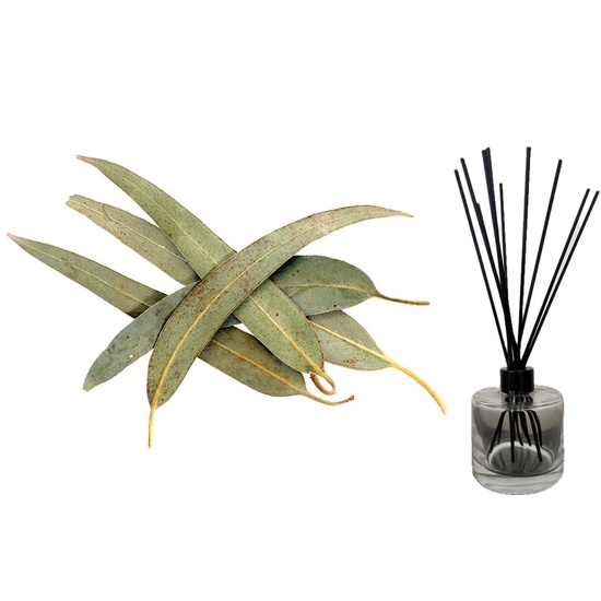 Eucalyptus Leaf - Reed Diffuser