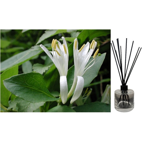 Japanese Honeysuckle - Reed Diffuser