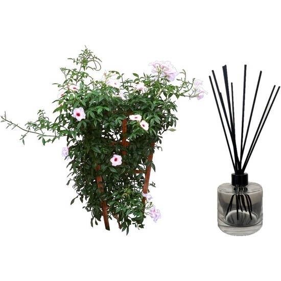 Jasmine - Reed Diffuser