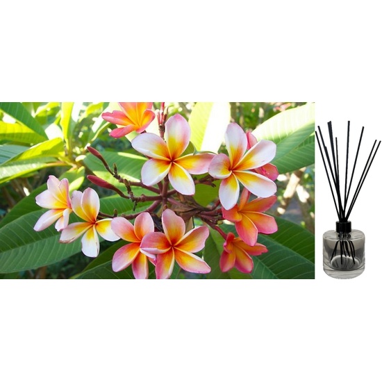 Wild Frangipani - Reed Diffuser