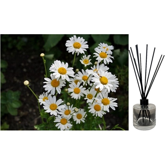 Daisy - Reed Diffuser