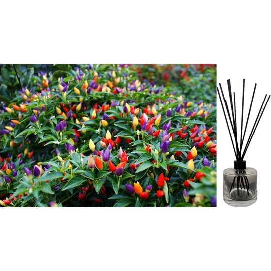 Rainbow Pepper - Reed Diffuser