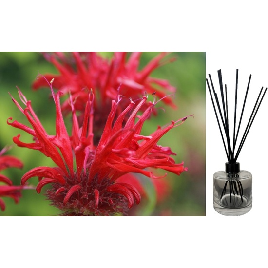 Bergamot & Banksia - Reed Diffuser