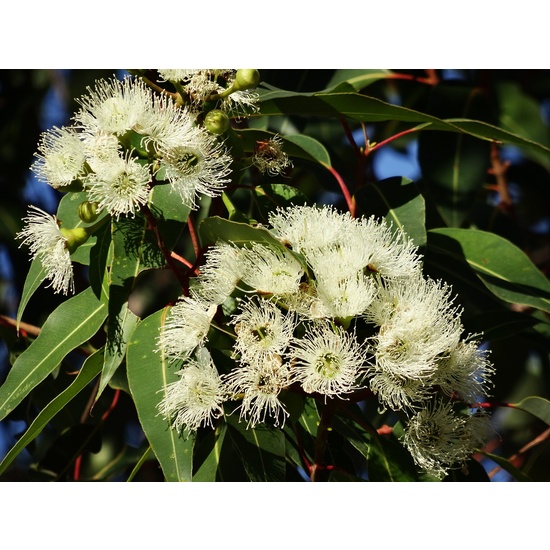 Eucalyptus Blue Gum - Essential Oil (10ml)