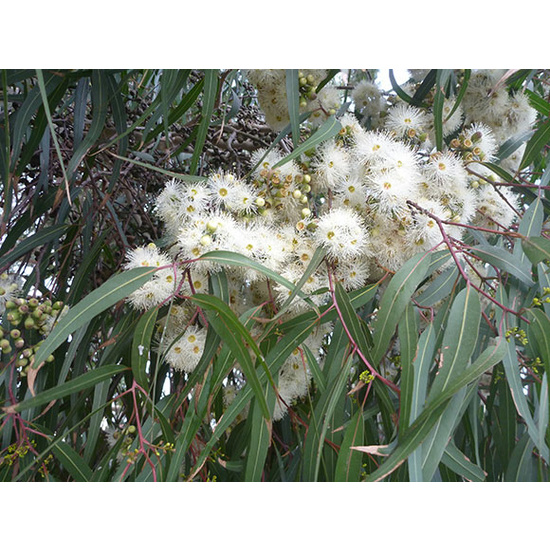 Eucalyptus Lemon Scented - Essential Oil (10ml)