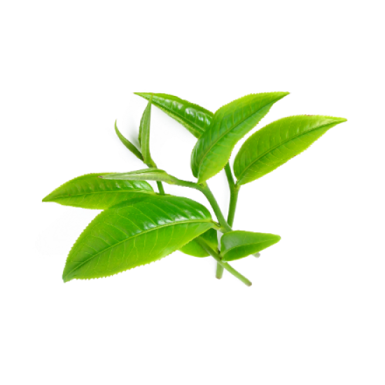Tea Tree - Essential Oil (10ml)