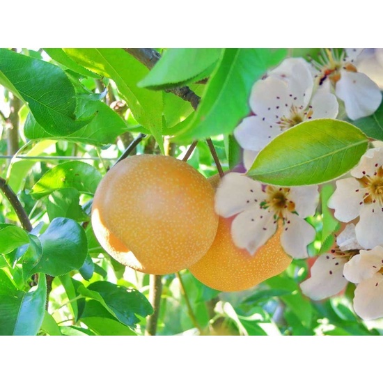 Asian Pear & Lily - Fragrance Oil