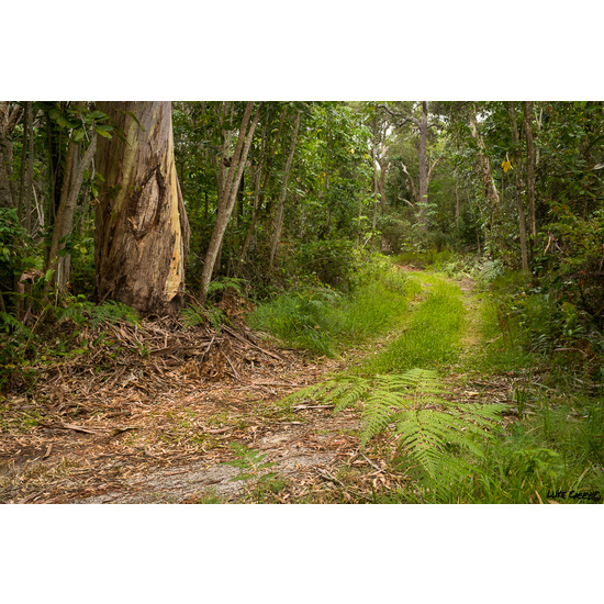 Australian Bush - Fragrance Oil