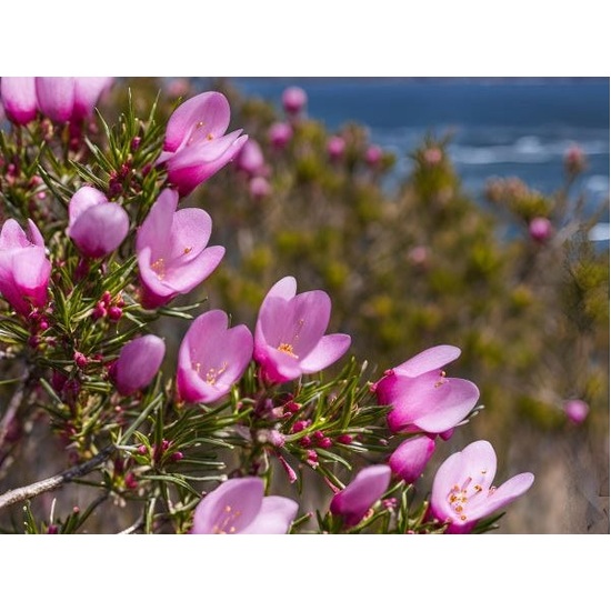 Boronia in Bloom - Fragrance Oil