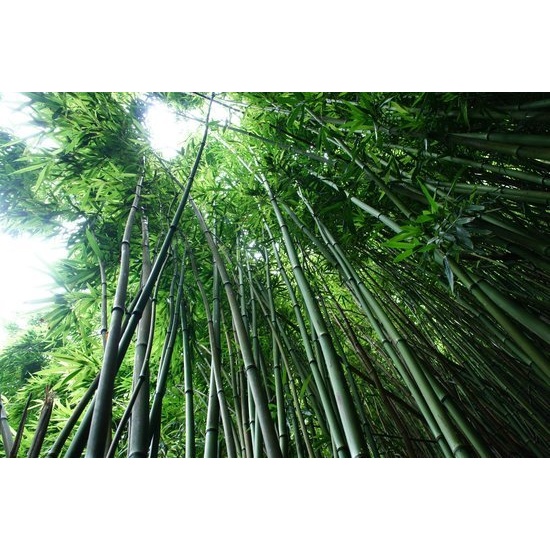 Bamboo & Musk - Fragrance Oil