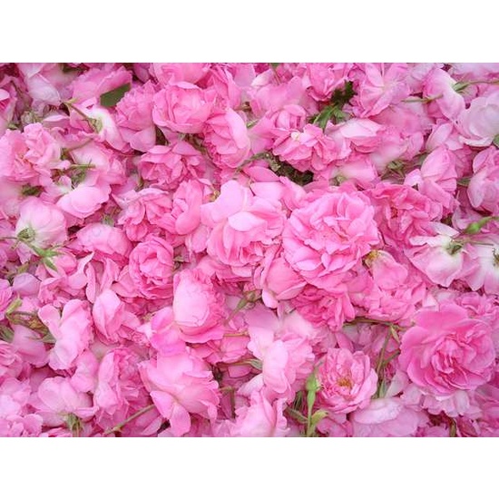 Bulgarian Rose - Fragrance Oil