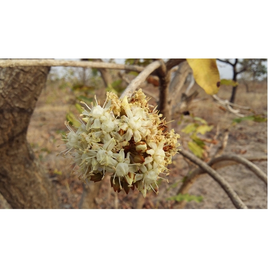 Shea Blossom - Fragrance Oil (55ml)