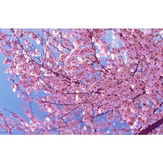 Cherry Blossom - Fragrance Oil