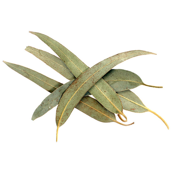 Eucalyptus Leaf - Fragrance Oil