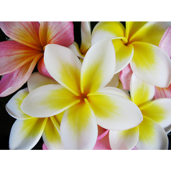 Frangipani - Fragrance Oil