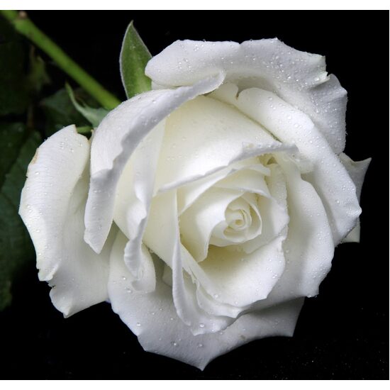 White Rose & Bergamot - Fragrance Oil