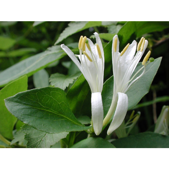 Japanese Honeysuckle - Fragrance Oil