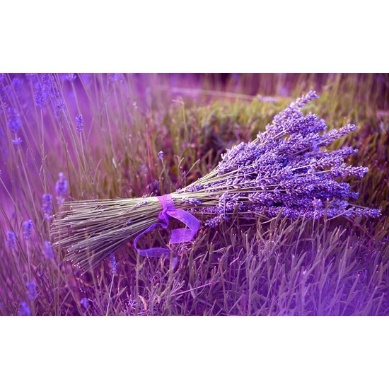 Lavender - Fragrance Oil
