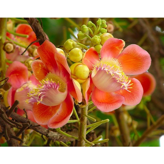 Nag Champa - Fragrance Oil