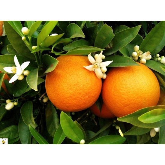 Orange Blossom - Fragrance Oil