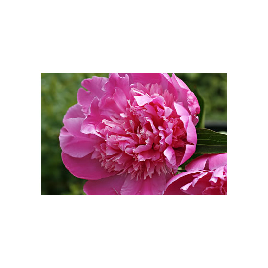 Peony Rose - Fragrance Oil (55ml)