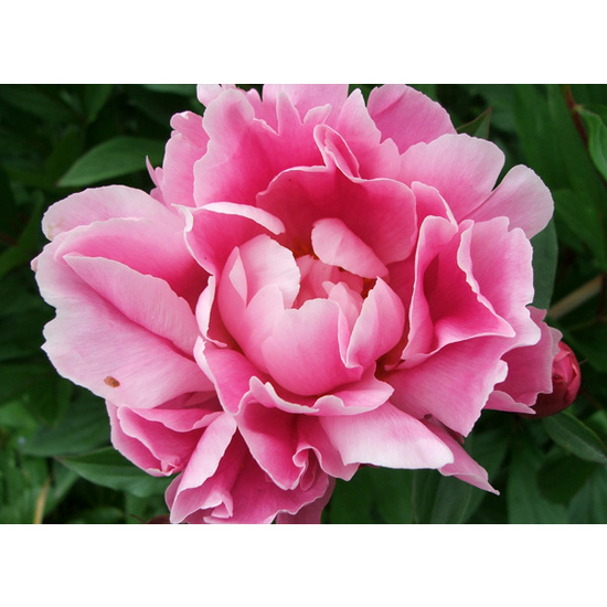 Pink Peony - Fragrance Oil (55ml)