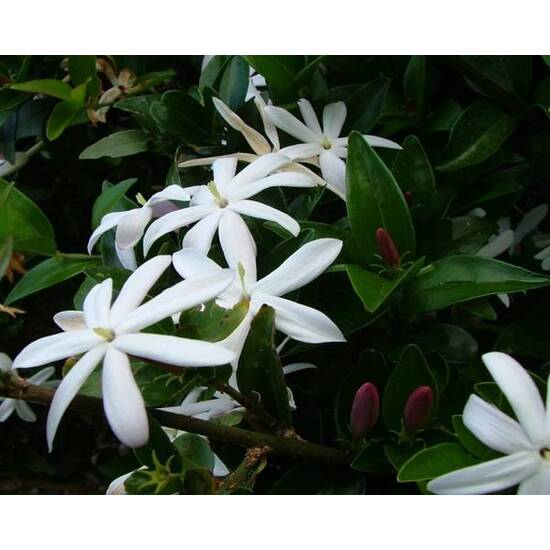 Wild Jasmine - Fragrance Oil (55ml)