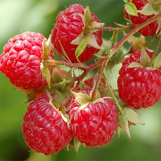 Sun Ripened Berry - Fragrance Oil (100ml)