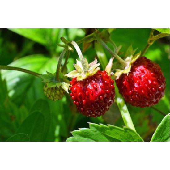 Wild Strawberry - Fragrance Oil