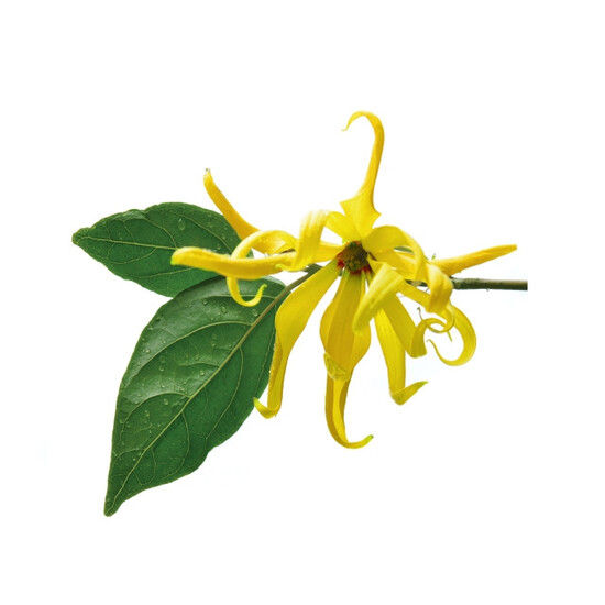 Ylang Vanille - Fragrance Oil (250ml)