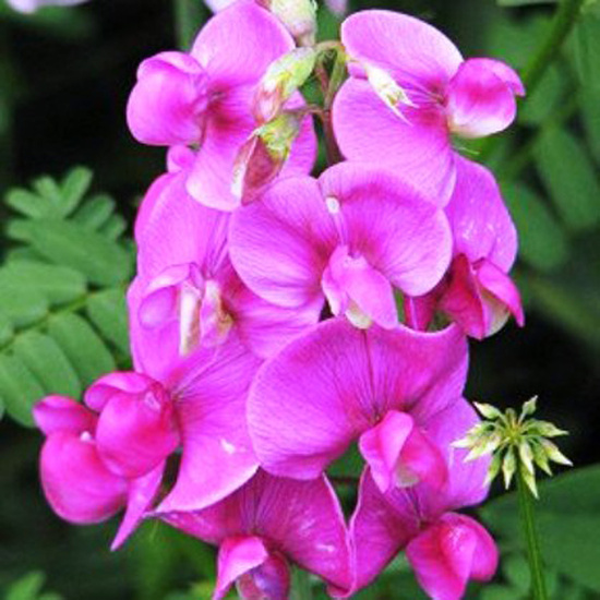 Sweet Pea - Fragrance Oil
