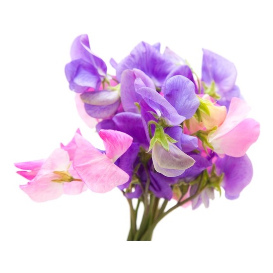 Sweet Pea & Vanilla - Fragrance Oil (55ml)