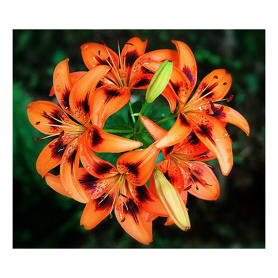 Tigerlily Blossom - Fragrance Oil
