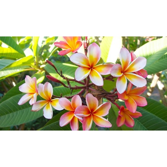 Wild Frangipani - Fragrance Oil