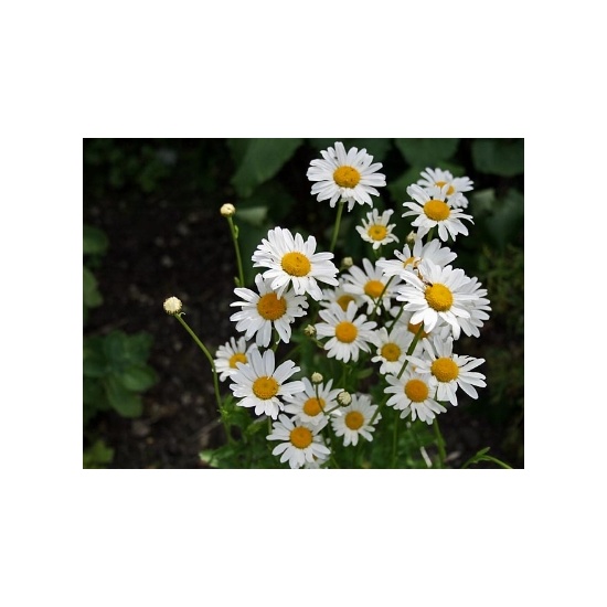 Daisy - Fragrance Oil