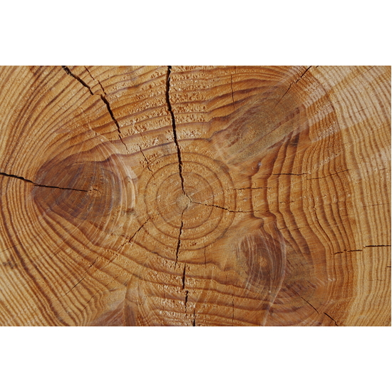 Cashmere Wood - Fragrance Oil