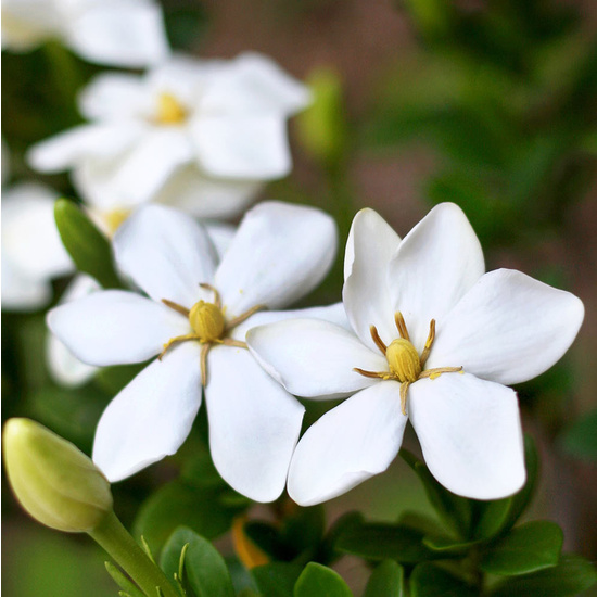 Gardenia - Fragrance Oil