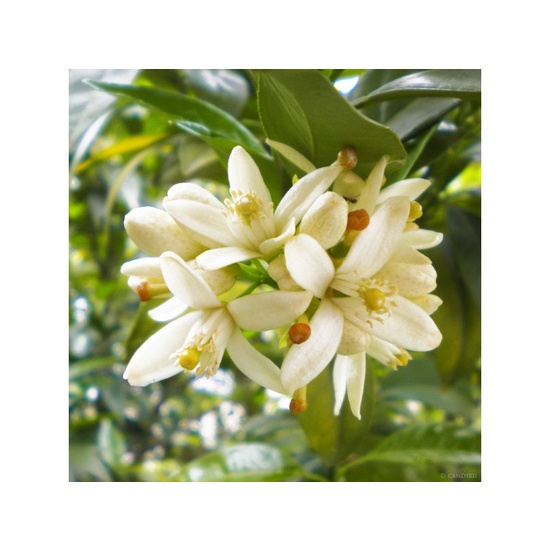 Neroli & Ylang Ylang - Fragrance Oil