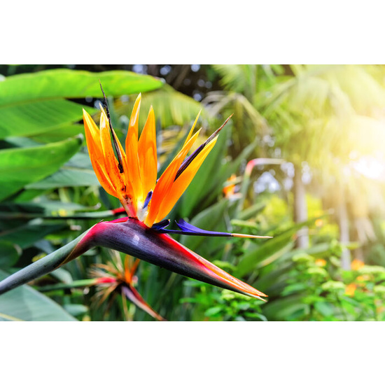 Birds of Paradise - Fragrance Oil