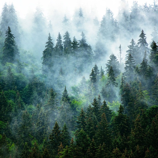 Misty Mountain - Fragrance Oil