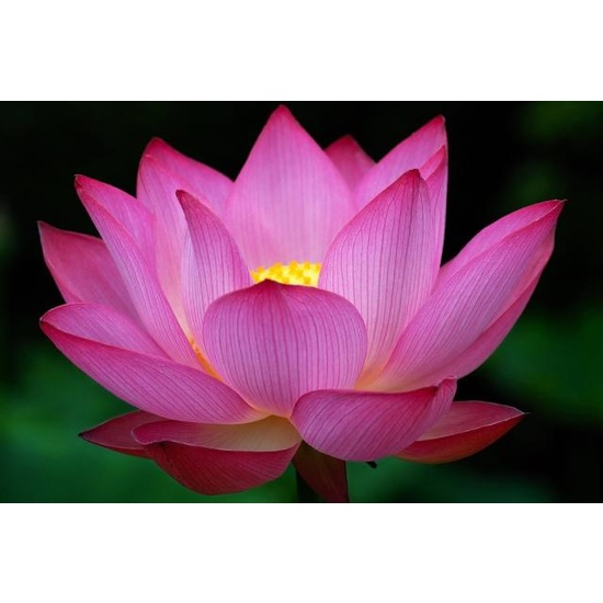 Lotus Flower - Fragrance Oil