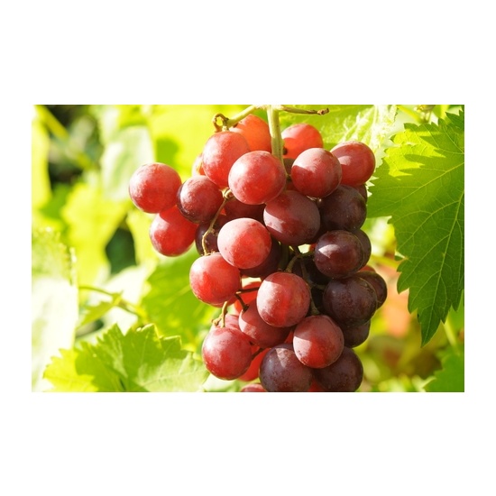 Amazonian Grape - Fragrance Oil