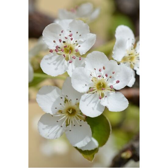 Pear Blossom - Fragrance Oil