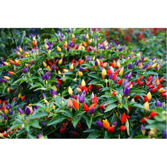 Rainbow Pepper - Fragrance Oil (250ml)